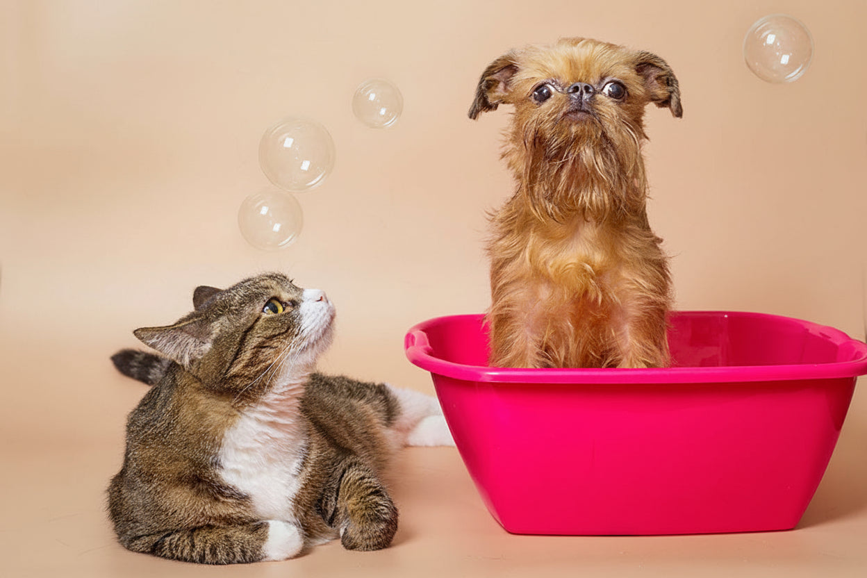 Cat and dog in a pink bath with bubbles on a beige background